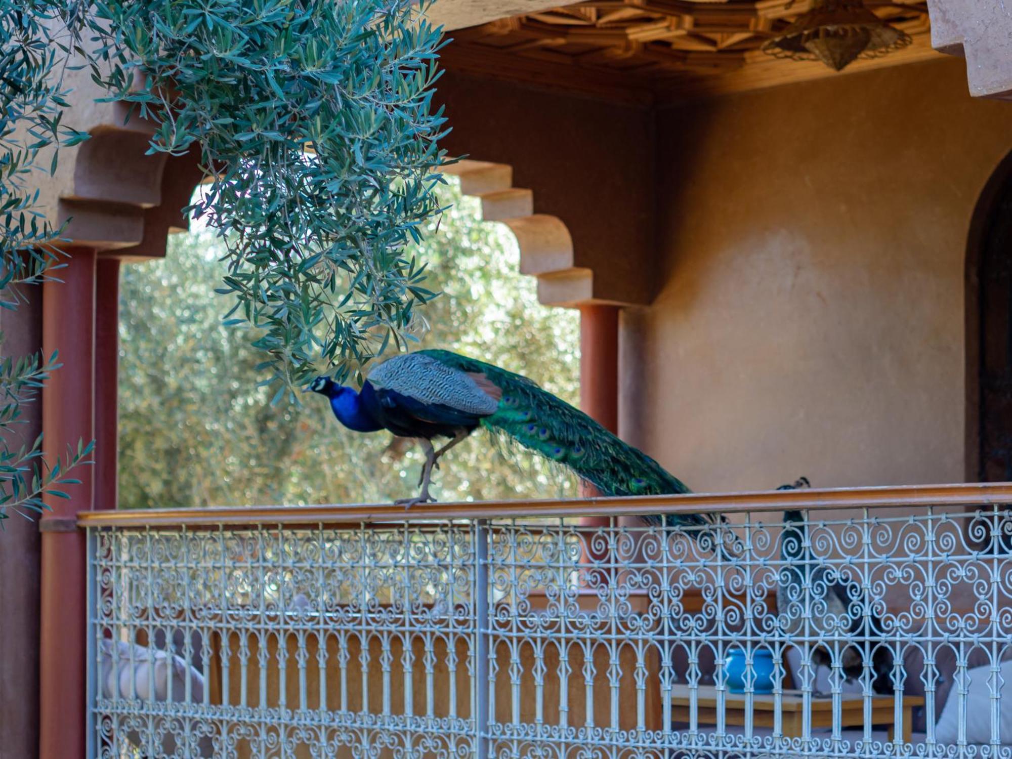 Ferme Sidi Safou & Spa Μαρακές Εξωτερικό φωτογραφία