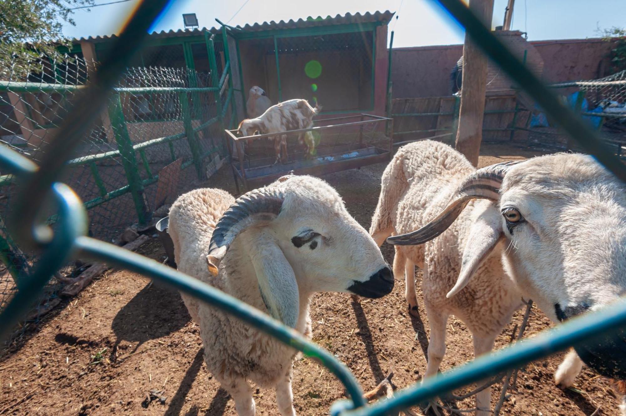 Ferme Sidi Safou & Spa Μαρακές Εξωτερικό φωτογραφία