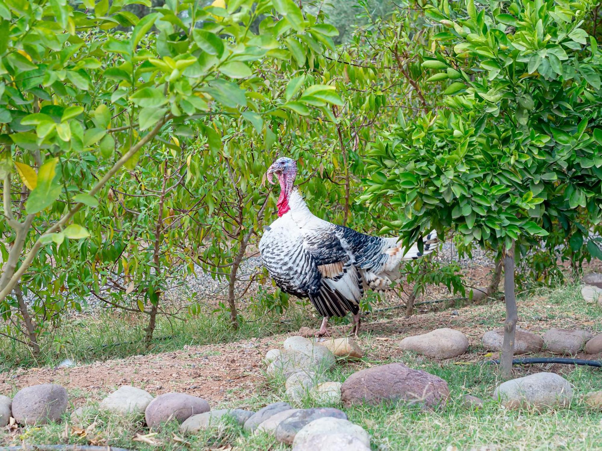 Ferme Sidi Safou & Spa Μαρακές Εξωτερικό φωτογραφία